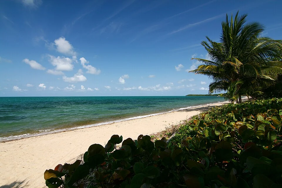 An empty sand beach under a bright blue sky with scattered white cloud, calm green-blue sea to the left and coconut palms and sea-grape leaves along the shoreline to the right.