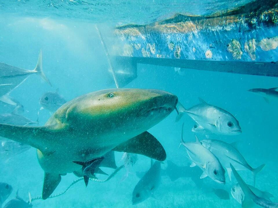 A nurse shark swimming just below the surface beside a moored boat, with a school of silver jacks alongside it.