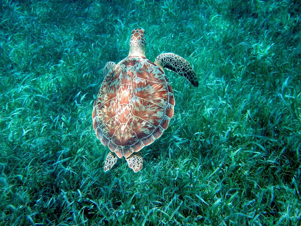 A green sea turtle swimming above a dense bed of seagrass, photographed from directly above.