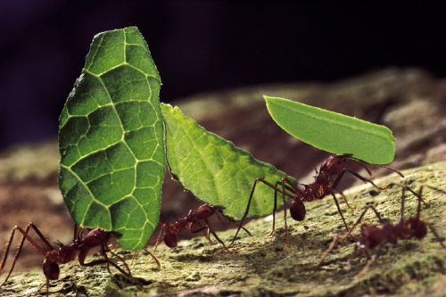 Leaf-cutter aka wee wee ants